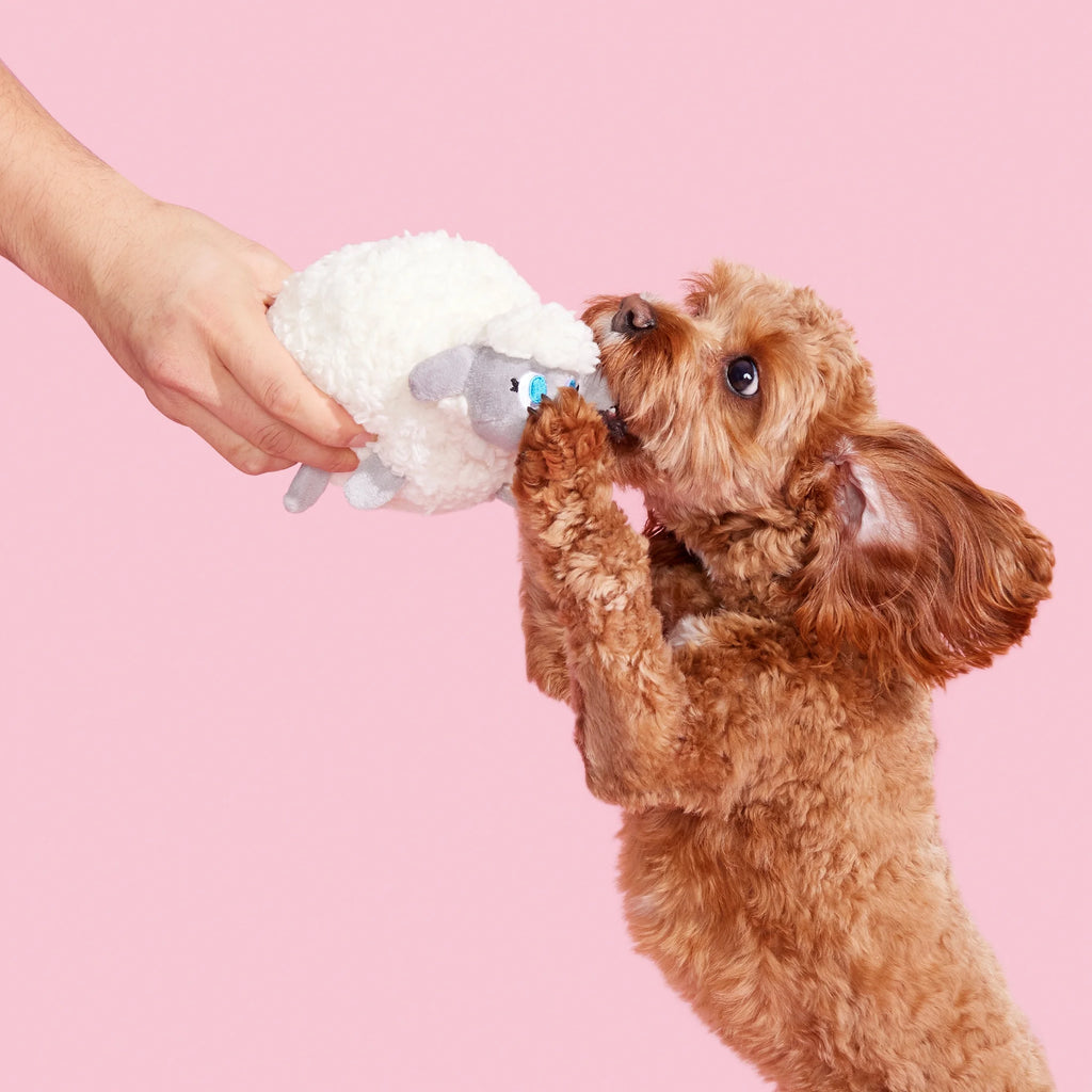 Plush Dog Toys with Crinkle and Squeaker Ball L134094