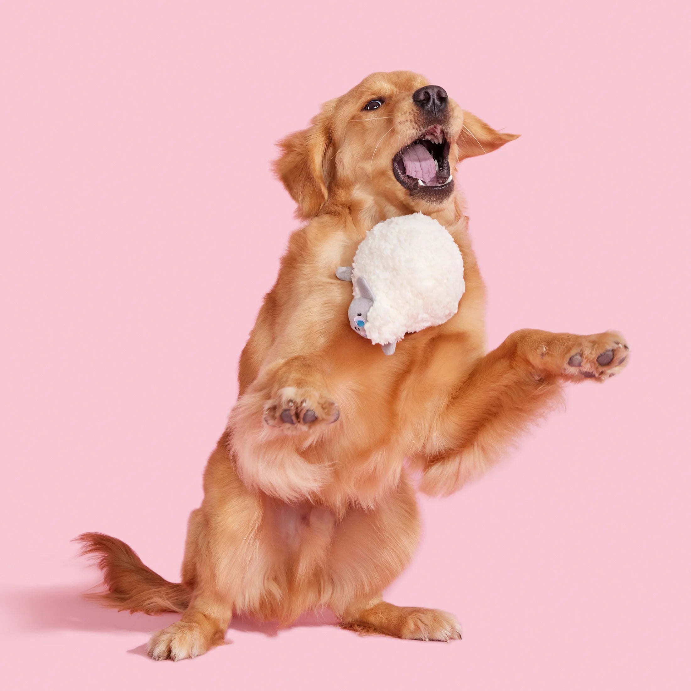 Plush Dog Toys with Crinkle and Squeaker Ball L134094