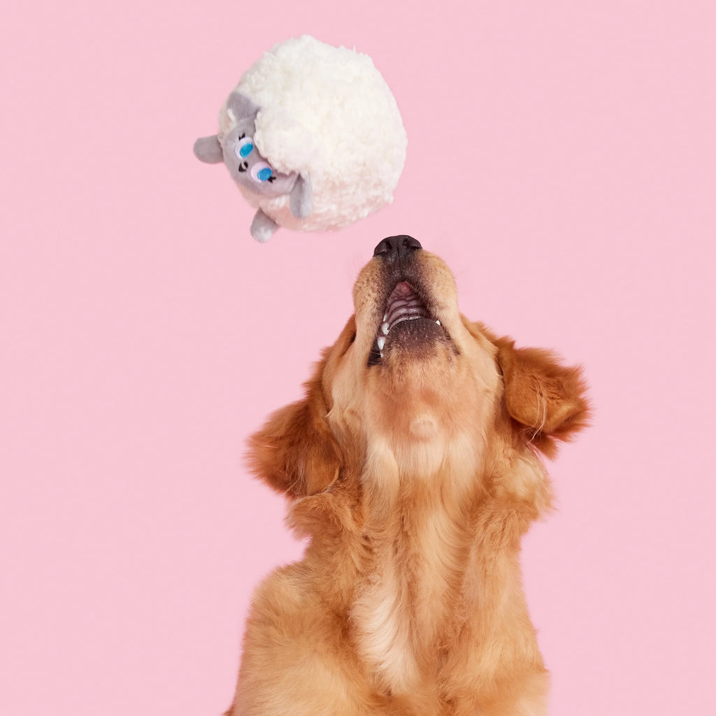 Plush Dog Toys with Crinkle and Squeaker Ball L134094