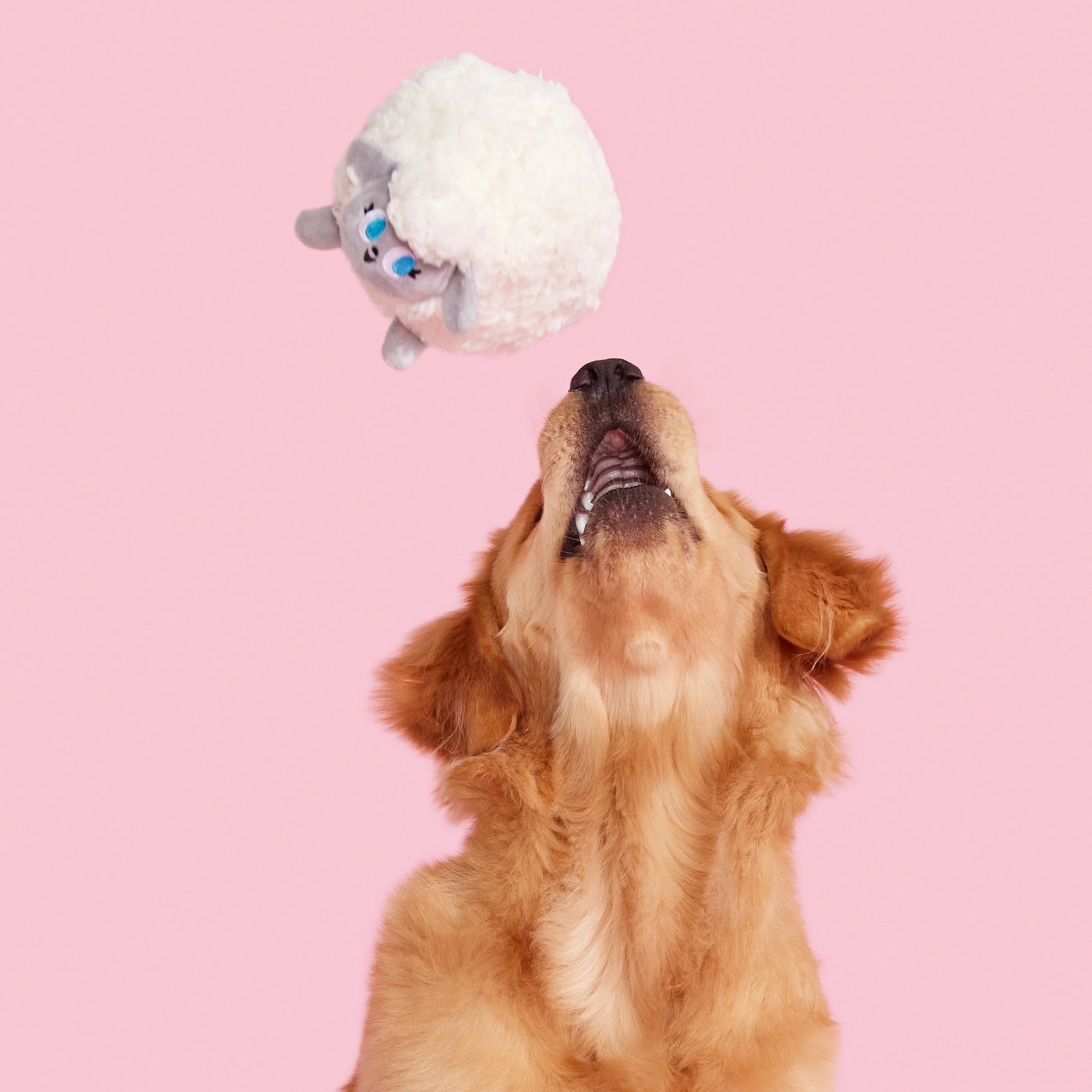 Plush Dog Toys with Crinkle and Squeaker Ball L134094