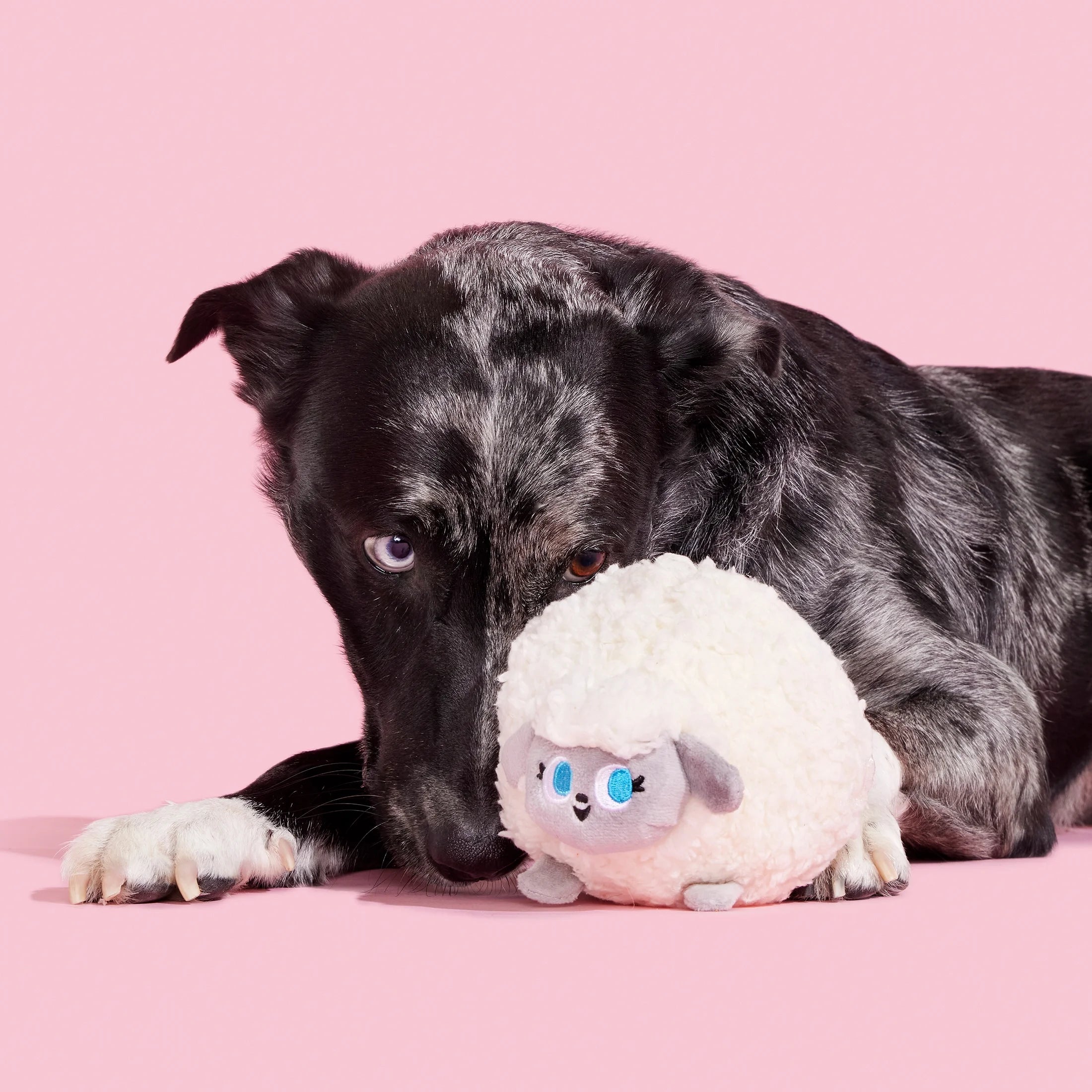 Plush Dog Toys with Crinkle and Squeaker Ball L134094