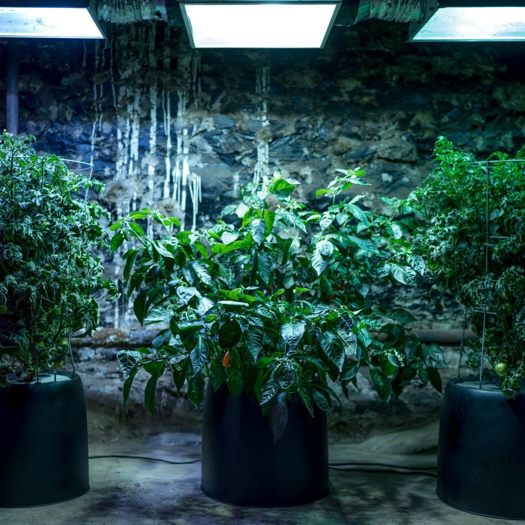 Black Magic Grow Pail X8109